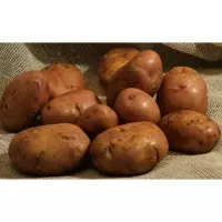 ранний сорт картофеля Серпанок
