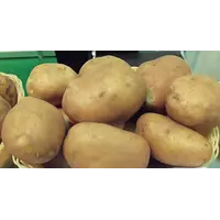 картопля насіннева від ПАТ НВО Чернігівеліткартопля