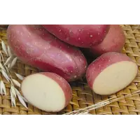 картофель семенной Ажур от Черниговэлиткартофель