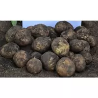 українська насіннева картопля